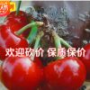 基地直供 優(yōu)良車?yán)遄訖烟覙洮F(xiàn)貨批發(fā) 紅櫻桃樹現(xiàn)貨 美早櫻桃苗