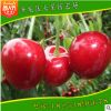 園藝場(chǎng)供應(yīng)優(yōu)質(zhì)紅燈黑珍珠優(yōu)質(zhì)嫁接品種櫻桃苗嫁接櫻桃苗