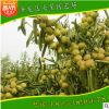 供應(yīng)優(yōu)質(zhì)沾化冬棗1號(hào)棗樹苗 馬牙棗樹苗 規(guī)格品種全 歡迎來電咨詢