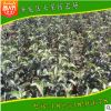 批發(fā)價(jià)格出售紅星蘋果苗 煙富系列品種蘋果苗 品種全價(jià)格合理