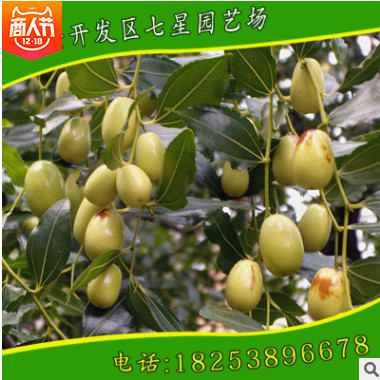 去哪找高產(chǎn)好成活優(yōu)質(zhì)金絲小棗棗樹苗 山東優(yōu)質(zhì)金絲小棗種植培育