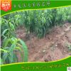 本基地長期大量出售優(yōu)質(zhì)曙光桃樹苗 秋彤品種桃樹苗 現(xiàn)挖現(xiàn)賣