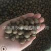 批發優質茶花種子 山茶花種子 林木種子 品種齊全 量大優惠