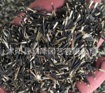 批發(fā)優(yōu)質(zhì)孔雀草種子草花種子孔雀草花卉種子觀花孔雀草種子量大從