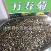 批發優質萬壽菊種子草花種子萬壽菊花卉種子量大優惠品質保證