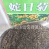 批發優質蛇目菊種子花卉蛇目菊花卉種子量大優惠品質保證