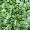 批發優質蔬菜種子野菜薺菜種子菱角菜種子品質保證量大優惠