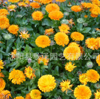 批發(fā)優(yōu)質花卉金盞菊種子花草花卉種子金盞菊金盞花種子量大優(yōu)惠