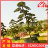 羅漢松喬木造型廠家直銷綠化批發 庭院別墅園林景觀苗木工程采購