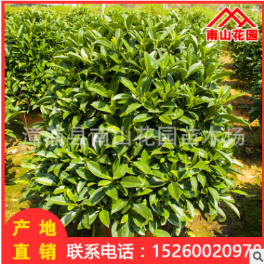 非洲茉莉室內(nèi)盆栽花卉客廳辦公綠植園林綠化工程批發(fā) 基地直銷(xiāo)