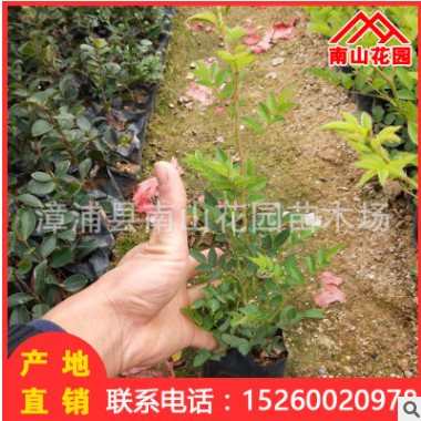 薔薇地被袋苗批發(fā) 室內(nèi)陽臺綠化花卉盆栽 廠家直銷 園林景觀工程