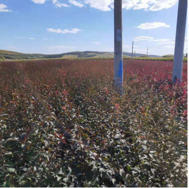 廠家直銷 紅葉榆葉梅 北方耐寒綠化苗木 紅葉榆葉梅扦插樹