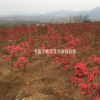 映山紅苗映山紅1年苗，2年苗，3年苗。