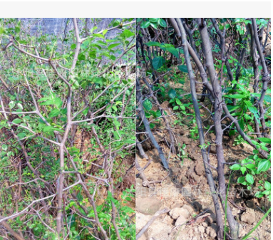 批發(fā)嫁接沾化冬棗樹苗南方北方種植盆栽地栽當年結(jié)果棗樹苗果樹苗