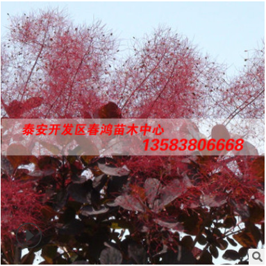 基地現(xiàn)貨供應紅櫨苗成活率高 紅櫨苗價格優(yōu)惠規(guī)格齊全造型優(yōu)美