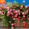 批發(fā)薔薇苗 多花薔薇花苗 循環(huán)開花藤本薔薇