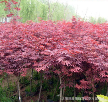批發(fā)日本紅楓樹苗 紅楓嫁接苗 紅楓小苗 基地直銷盆栽花卉