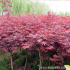 批發(fā)日本紅楓樹苗 紅楓嫁接苗 紅楓小苗 基地直銷盆栽花卉