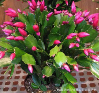 批發(fā) 室內(nèi)多肉植物 蟹爪蘭盆栽 大苗有根 當(dāng)年開花 蟹爪蓮