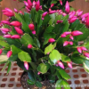 批發(fā) 室內(nèi)多肉植物 蟹爪蘭盆栽 大苗有根 當(dāng)年開花 蟹爪蓮
