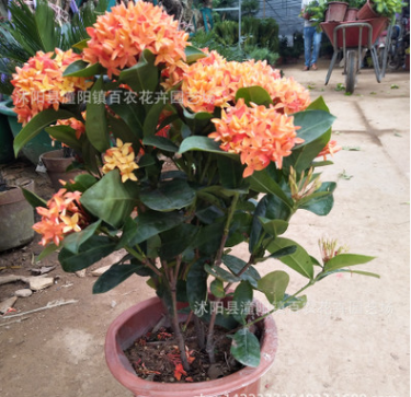 八仙花批發(fā)繡球花苗變色盆栽花卉庭院盆栽地栽無(wú)盡夏繡球當(dāng)年開花