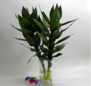 批發(fā) 水培植物 觀音竹 桌面擺放 四季常青蓮花竹 凈化空氣防輻射