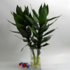 批發(fā) 水培植物 觀音竹 桌面擺放 四季常青蓮花竹 凈化空氣防輻射