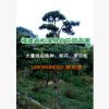 【基地直銷】 造型羅漢松 羅漢松