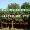 【基地直銷】桂花 四季桂 丹桂 八月桂