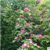 山楂樹苗批發(fā) 紅花山楂 新品山楂庭院盆栽果樹苗 廠家直銷