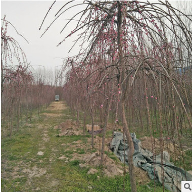 耐寒高干垂梅 梅花樹苗 紅梅小苗 廠家直銷 多種規格 量大從優