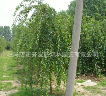 基地批發垂枝梅 垂梅樹苗 園林庭院觀賞型植物品質保證包成活