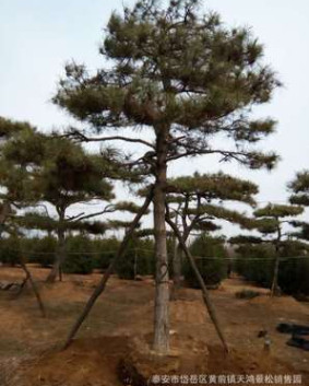 基地直銷白皮松 規格種類多樣 白皮松樹 成活率高 量大從優