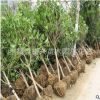 桂花樹 桂花樹苗5公分桂花 5cm桂花樹 五公分金桂八月桂 量大優