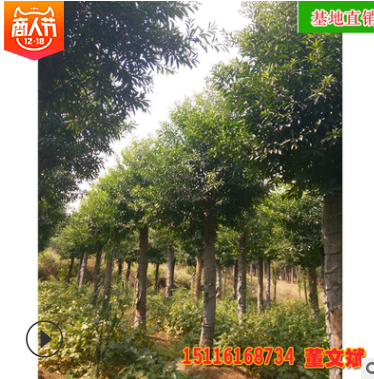 批發杜英樹苗 截桿移植杜英精品造型苗木園林綠化工程