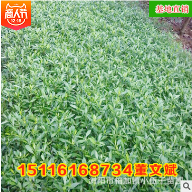 批發(fā)供應(yīng)色塊小苗 精品小葉梔子色塊工程苗木庭院綠化