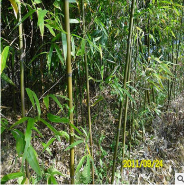 超值低價批發(fā)庭院觀賞竹子-1-10cm、黃紋竹、根系發(fā)達
