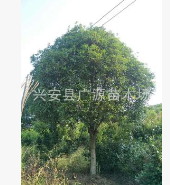 桂花樹(shù) 15公分桂花 廣西桂花樹(shù) 8-10-12-15-18-20-25-30公分