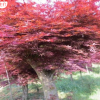 批發(fā)正宗 三季紅紅楓苗扦插苗 中國紅楓 彩色樹種行道綠化樹苗 單品主打