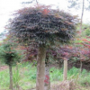 批發(fā)林木種子 青楓種子 可嫁接紅楓 槭樹種子 風(fēng)景類花卉種子