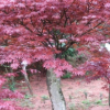 批發(fā)紅楓苗花卉綠化苗木 紅楓樹苗 三季紅 庭院工程綠化