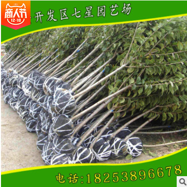 吉塞拉砧木櫻桃苗出售基地長(zhǎng)期出售各規(guī)格優(yōu)質(zhì)吉塞拉品種櫻桃苗