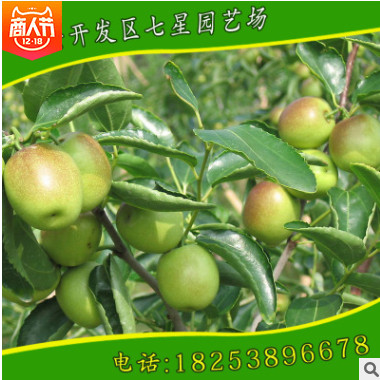 供應(yīng)優(yōu)質(zhì)沾化冬棗1號棗樹苗 馬牙棗樹苗 規(guī)格品種全 歡迎來電咨詢