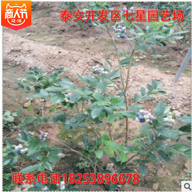 批發(fā)價(jià)格出售高產(chǎn)好成活2-3年生優(yōu)質(zhì)都克藍(lán)莓苗 奧尼爾藍(lán)莓苗