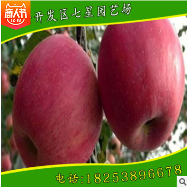 直銷出售優(yōu)質(zhì)紅將軍蘋果苗矮化品種蘋果苗 金帥蘋果苗 紅肉蘋果苗