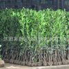 法國(guó)冬青小苗綠化工程樹(shù)苗珊瑚苗庭院籬笆苗法國(guó)冬青球北海道批發(fā)