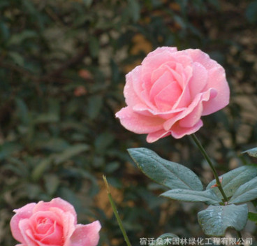 批發供應玫瑰月季小苗 綠植盆栽花卉庭院陽臺易種薔薇月季