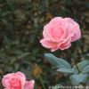 批發供應玫瑰月季小苗 綠植盆栽花卉庭院陽臺易種薔薇月季