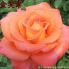 供應工程月季花 大花月季 庭院盆栽陽臺花卉 玫瑰薔薇苗