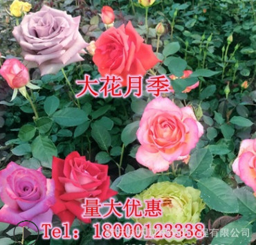 基地直銷花卉盆栽四季開花易活紅帽子大花月季豐花月季國產月季